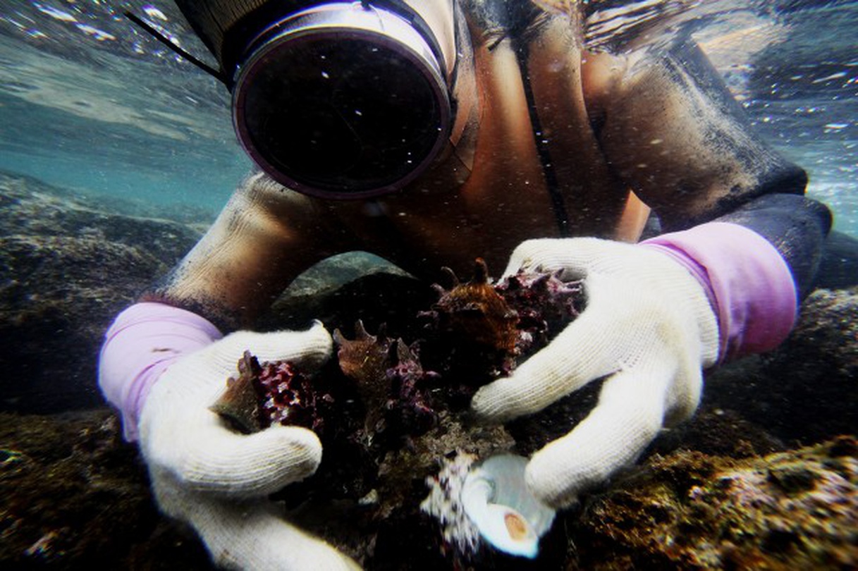 ⓒ 권철, 이호테우