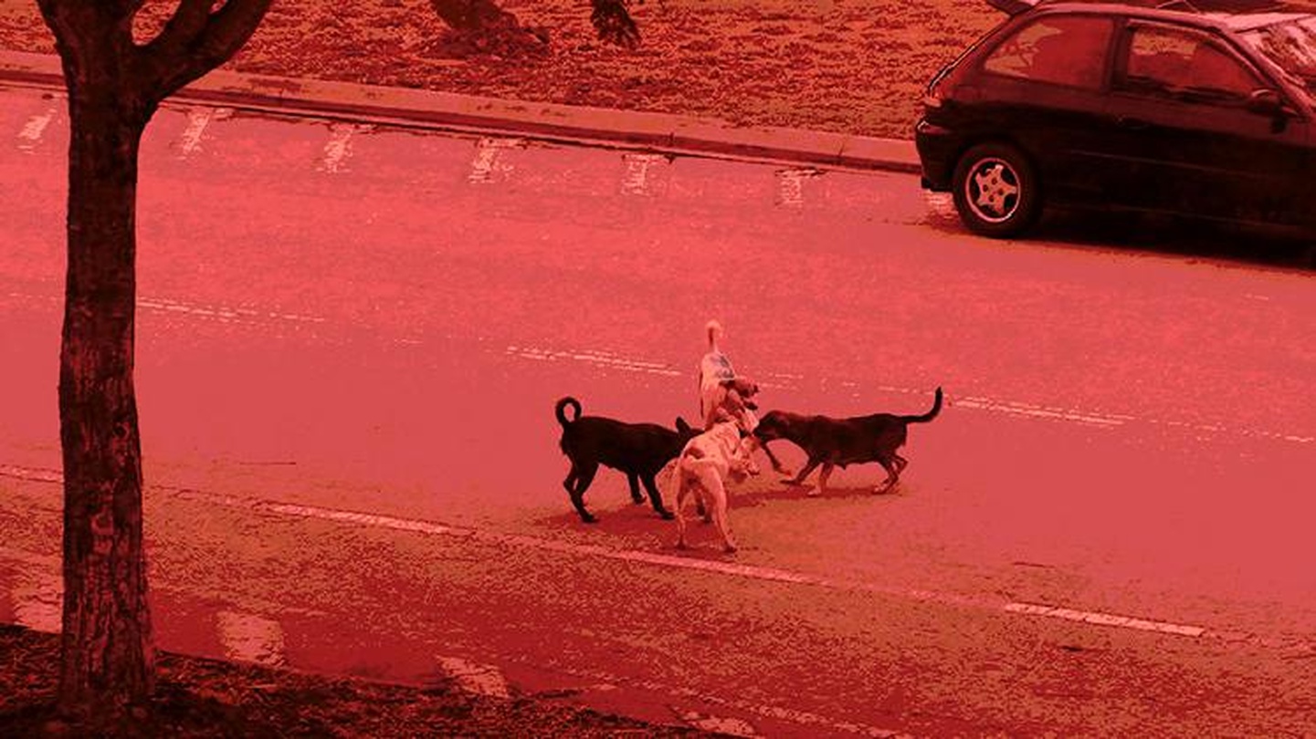 아침 Morning, 콕 시우-와이, 2011/3'50''/color/HDV