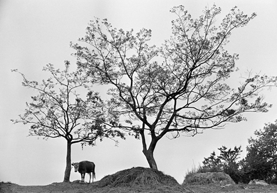 사진가 김종수 40주년 회고전 : 토지