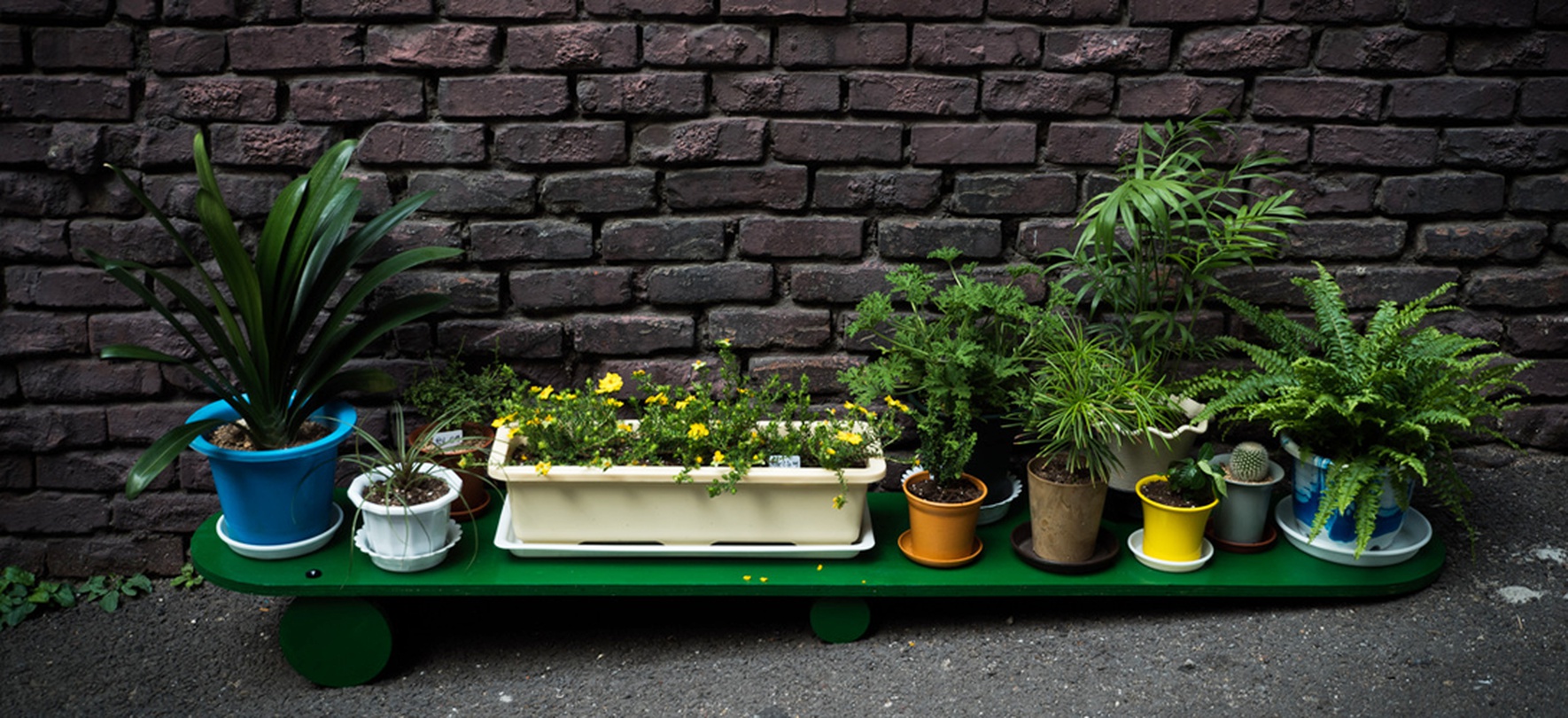 화단_1800x310mm_미송 합판, 화분_2016