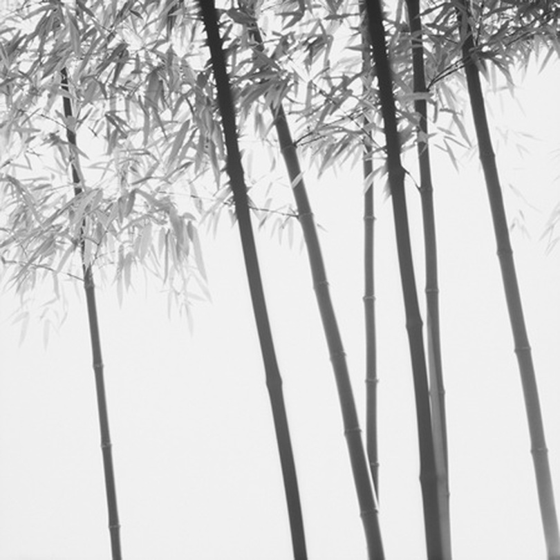 Bamboo Gray Series, 2007, Archival inkjet print