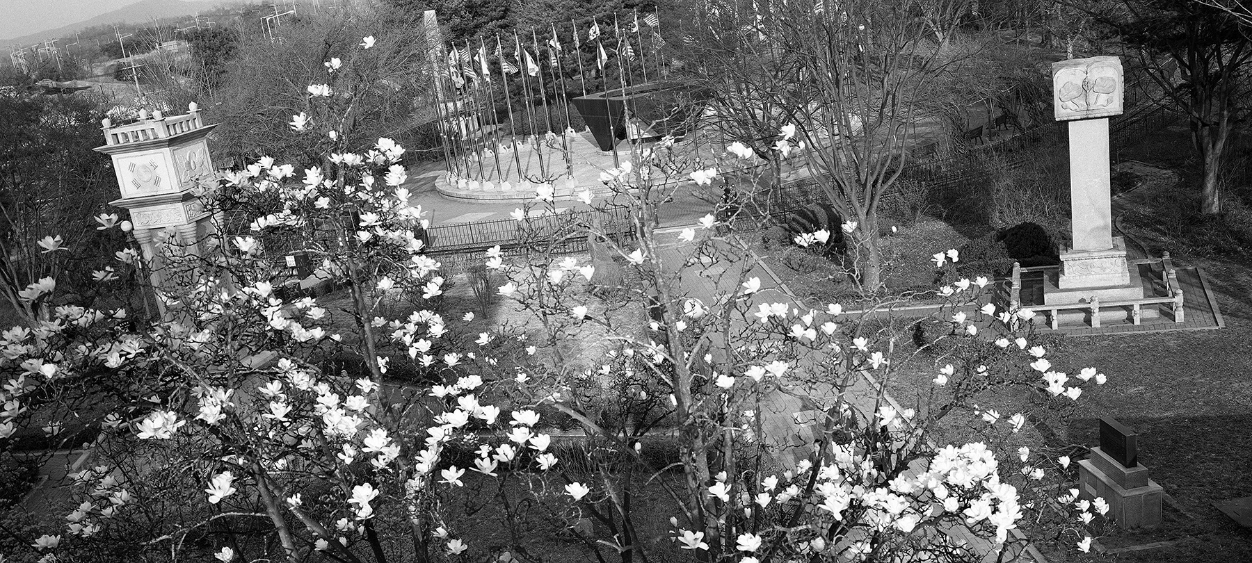 POST- BORDER LINE, 목련이 핀 통일공원, 파주, Gelatin Silver Print, 94x180cm, 2013