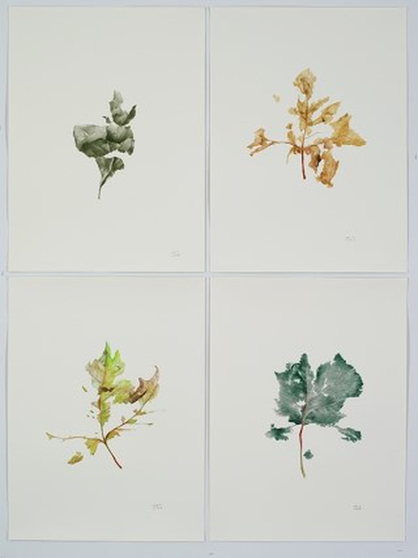 장성아, 연약함-2,3,4, 종이에 색연필, 61x45.5cm, 2016