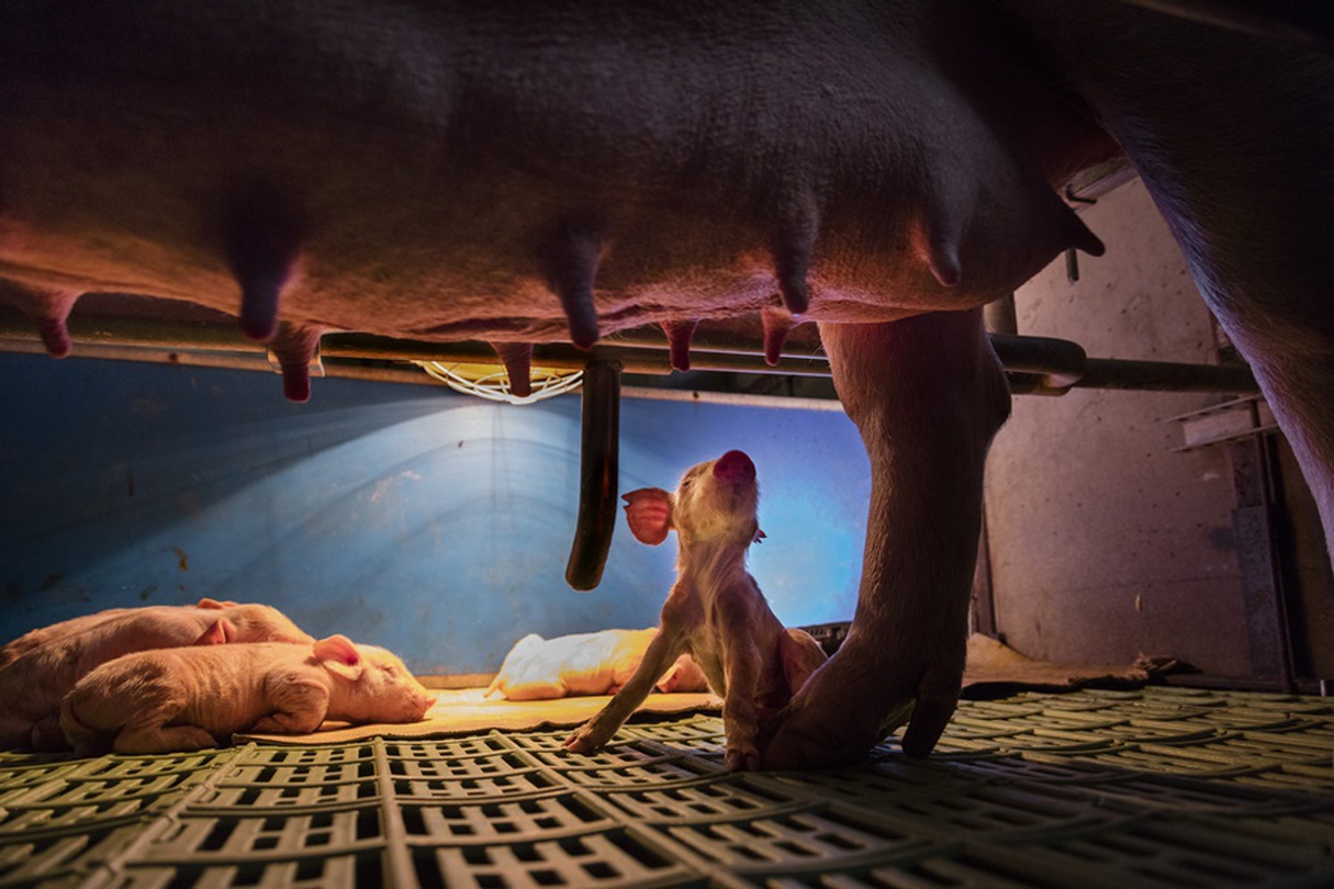 박찬원 _ <숨, 젖, 잠> _  젖, 돼지 1, Pigment Print, 100x67cm, 2015