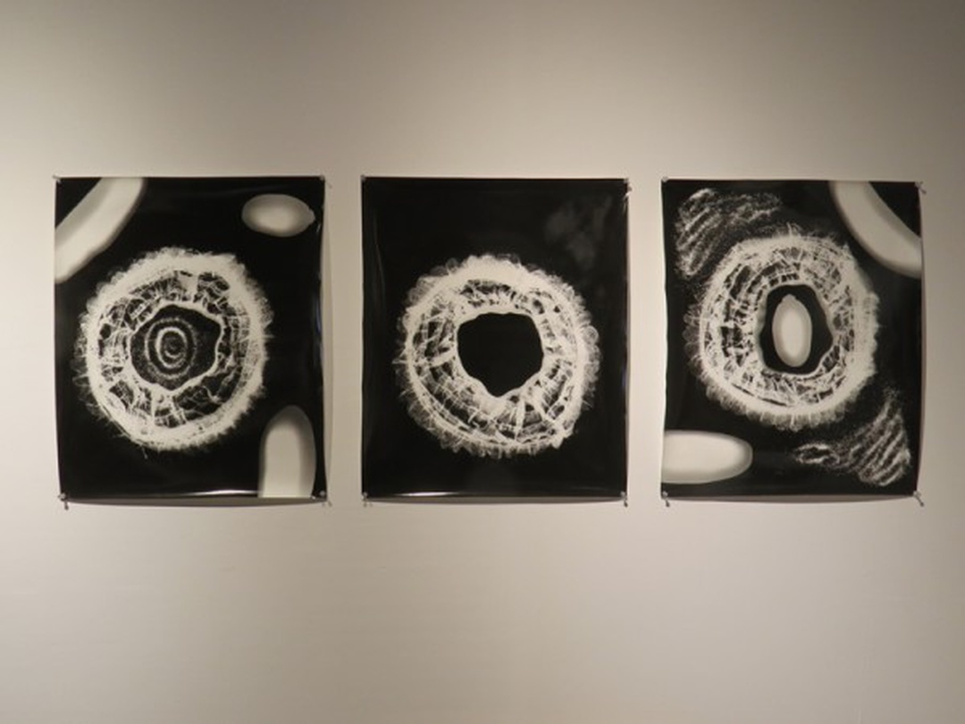 최광호_포토그램_Gelatine Silver Print_2012