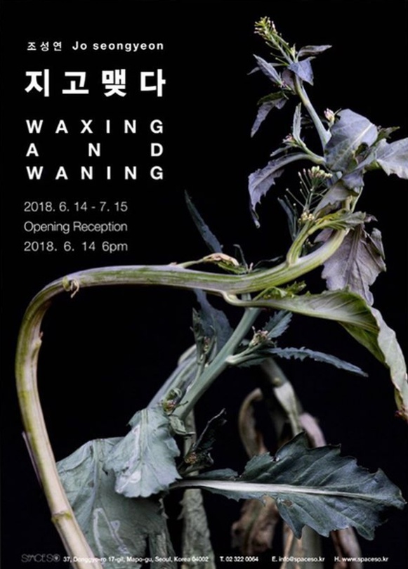 조성연 개인전 : 지고 맺다 Jo seongyeon: Waxing and Waning